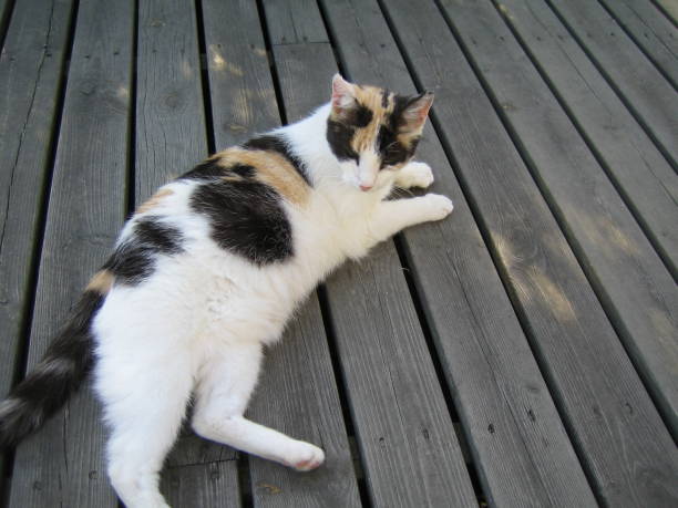 istock Domestic cats outside in the summer 1151128606