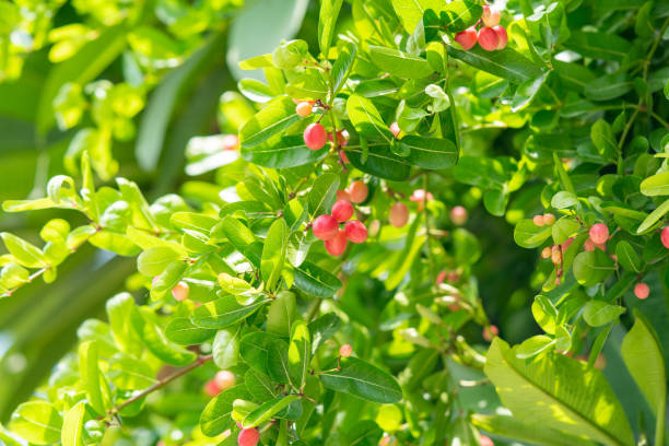 istock Bengal-Currants, Carandas-plum, Karanda 1151128765