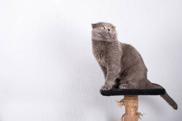 istock Cat Sitting on His House Looking Up 1151130085