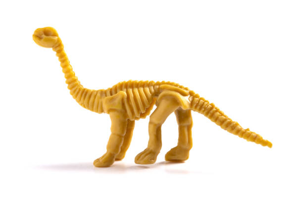 istock skeleton of a diplodocus on a white background 1151130342