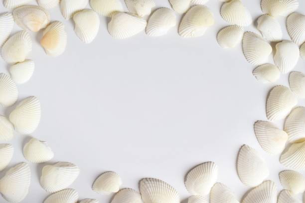 istock High Angle View Of Seashells On White Background 1151130486