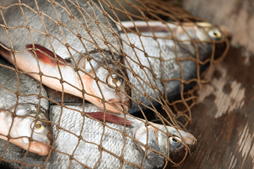 Four fish (Abramis brama) are in a fishing net in wooden boat. The bream is in a illegal equipment.