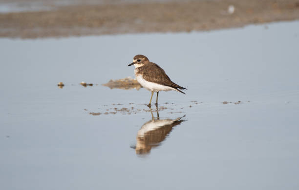 istock Victoria winter birding 1151133453