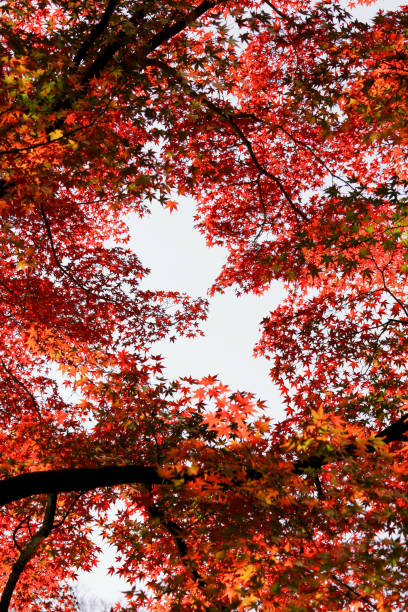 istock A red colored Japanese maple leaf frame seen from inside the autumn forest 1151133895