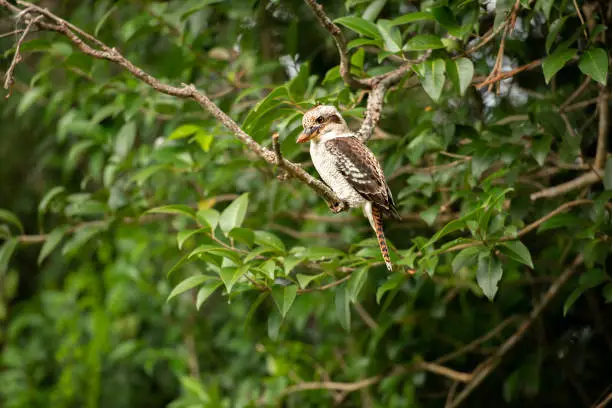 Australian kookaburra by itself resting outdoors during the day.