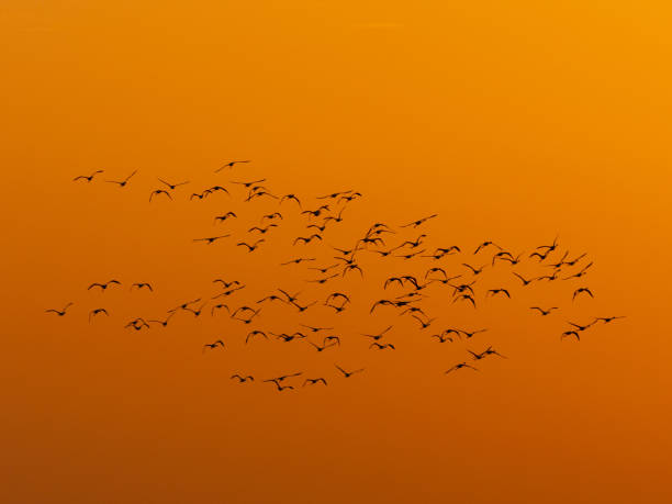 istock Flamingos silhouette flying against a golden sky at sunset 1151134594