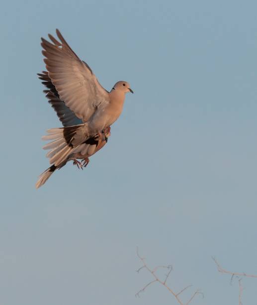 istock Flying bird with blue sky in background 1151134661