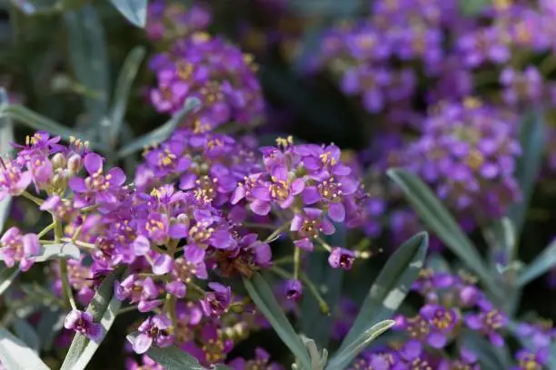 Photo of Pink flowers of Alyssum spinosum