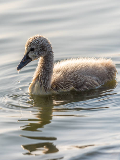 istock Baby swan Cygnet swimming 1151135603