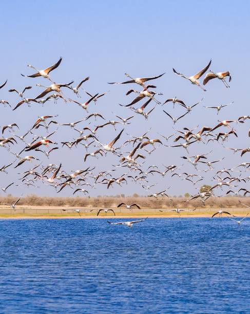 istock Flamingos in the Dubai desert 1151135764