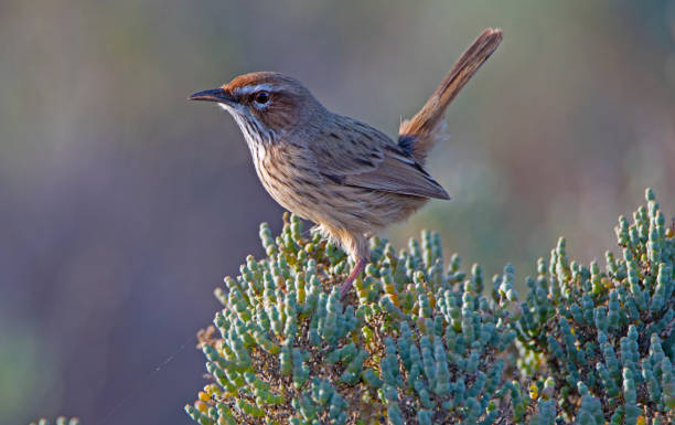 istock Victoria winter birding 1151135853