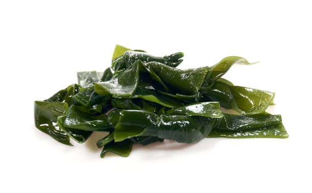 istock Laminaria japonica（kelp）Isolated on White Background. 1151136824