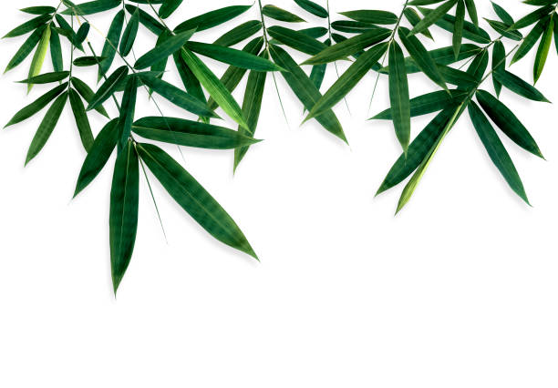 Composition of tropical green bamboo leaves background with a view directly from above and isolated on a pure white background. This design element is composed of numerous bamboo leaves that were all properly isolated one after one. There is also a thin black shadow underneath. The file has also a massive size of 11500 pixels x 8000 pixels.