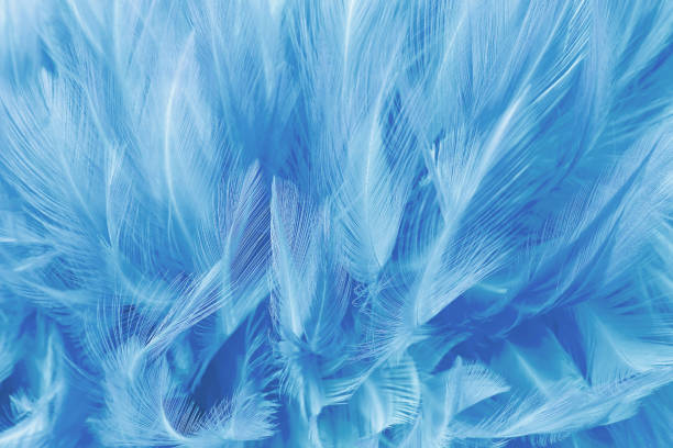 istock Beautiful dark blue feathers texture background. 1151138626