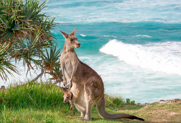 Kangaroo Kangaroo and joey in pouch, North Stradbroke island, Australia marsupial stock pictures, royalty-free photos & images