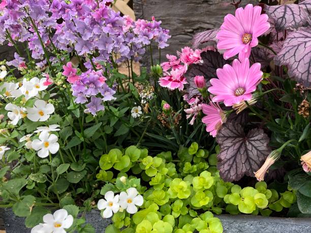 Stock Photo showing beautiful miniature flowers and Pink osteopermum daisies, Creeping Jenny / Lysimachia nummularia, Purple heuchera herbaceous perennials, foliage plant, Pink dianthus dwarf carnation flowers, White lobelia, Purple deaf orchid lily / schizostylis in summer garden growing in pot. imagen del jardín de verano lleno de plantas alpinas, flores en miniatura y margaritas de osteopermum rosa, jenny creeping/lysimachia nummularia, perenniales púrpura heuchera herbácea, planta de follaje, flores de clavel enano rosado dianthus, lobelia b