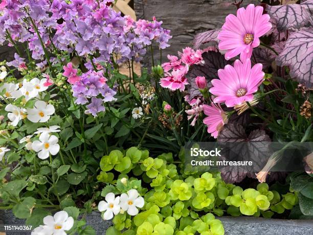 Image Of Summer Garden Filled With Alpine Plants Miniature Flowers And Pink  Osteopermum Daisies Creeping Jenny