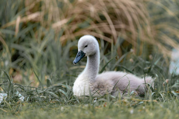 cygnus on the grass by the lake