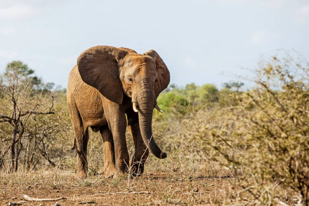 istock elephant in Kruger National Park 1151144049