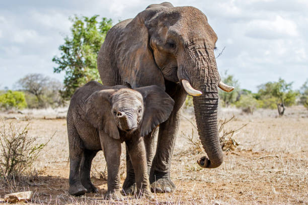 istock elephant in Kruger National Park 1151144137
