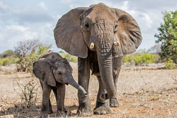 istock elephant in Kruger National Park 1151144147