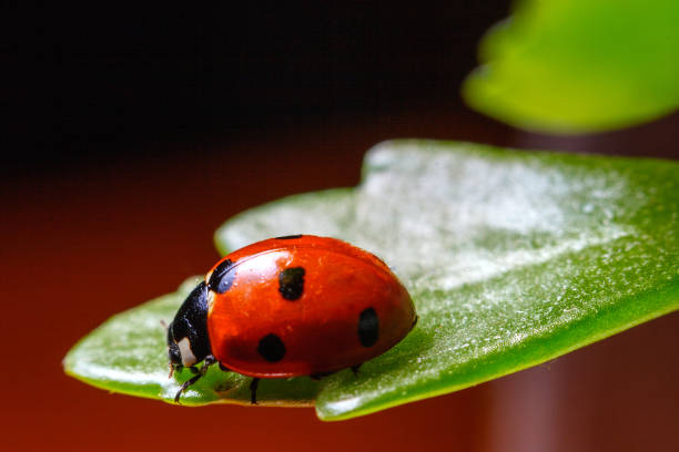 istock Ladybird on a flower leaf 1151144301