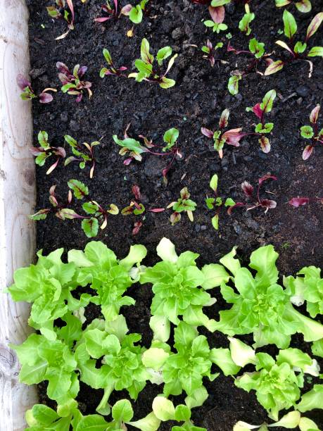 Stock Photo Showing wooden vegetable garden / kitchen garden with compost and seedling green salad lettuce plants and organic beetroot leaves from planted seed, growing in rows. imagen de huerto de madera de maderas elevadas con plantas de lechuga con ensalada verde de plántula y hojas de remolacha orgánica de semilla plantada, creciendo en hileras con compost de huerto vegetal y tablones de madera para ribete, rastrillo de jard
