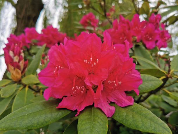 istock Pink Azalea, flower bush 1151145184