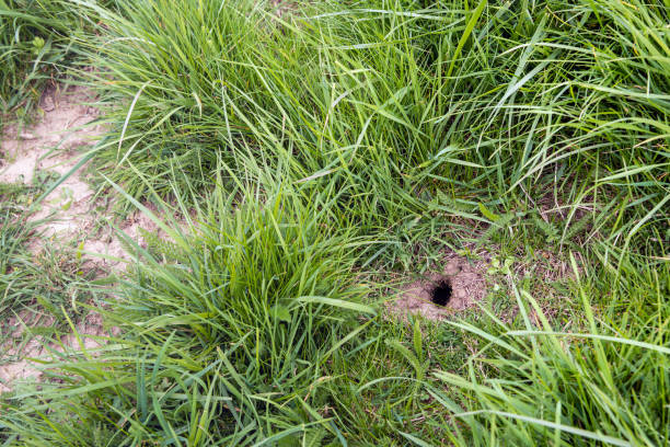 Closeup of a mouse hole in the slope of a Dutch dike covered with long blades of fresh green grass. It is springtime now.