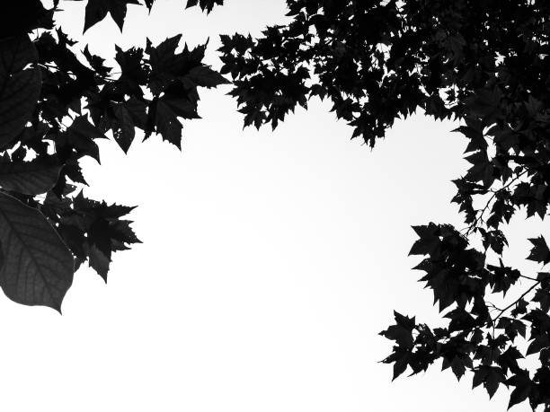 istock Black and white leaves on the tree with white background. 1151145389