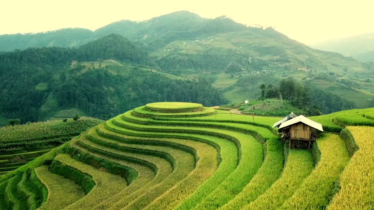 aerial view Rice field Terraces panoramic hillside with rice farming on mountains