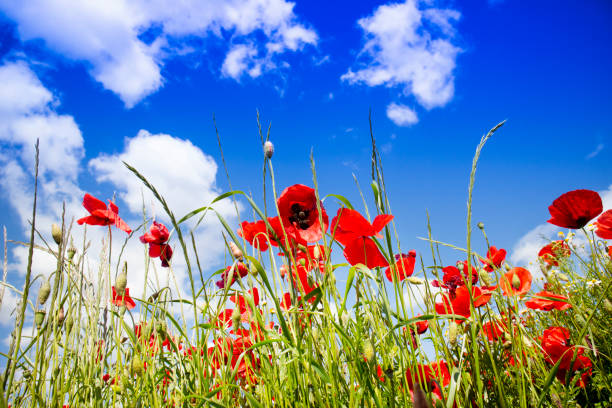 istock Field of red poppies 1151147744