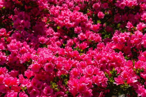 istock Colorful Indian Azaleas ( Rhododendron simsii ) 1151147788