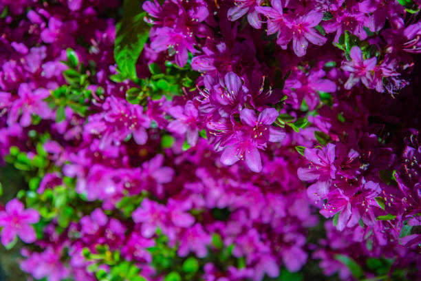 istock Colorful Indian Azaleas ( Rhododendron simsii ) 1151147817