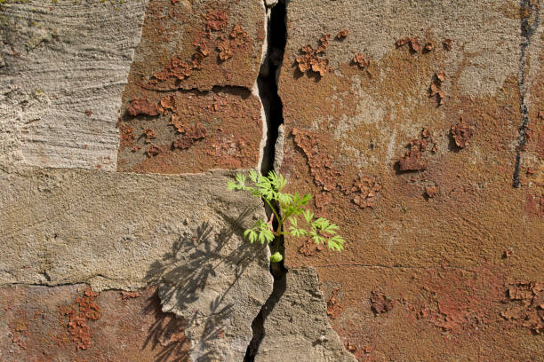 istock the plant grows through a crack in the wall 1151147941