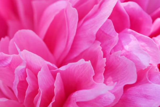 istock Pink peony blooms 1151149515