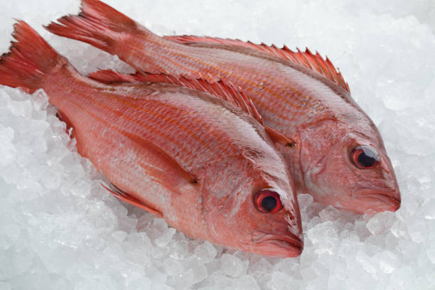 due dentici rossi del nord sul ghiaccio - fish catch of fish seafood red snapper foto e immagini stock