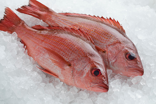 Two fresh raw Northern red snappers on ice