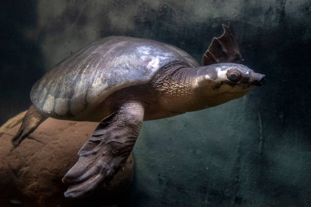 istock Pig nose turtle underwater portrait 1151150557