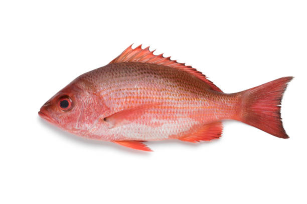 single northern red snapper - fish seafood catch of fish raw stock-fotos und bilder