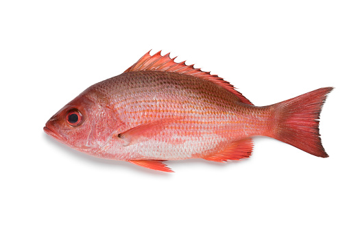 Single Northern red snapper isolated on white background