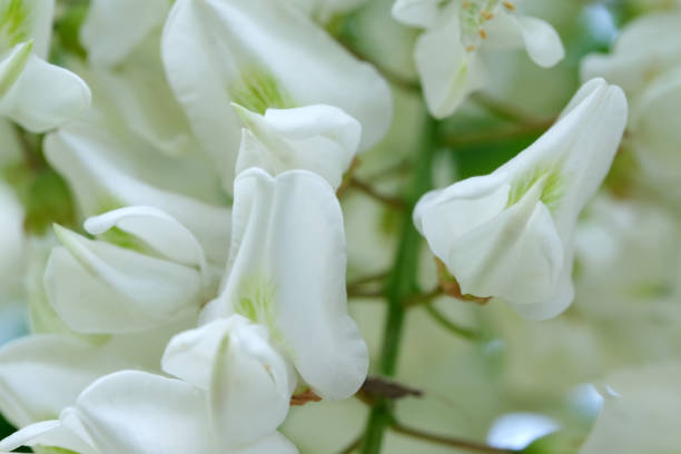 istock Flowers of white acacia 1151150916