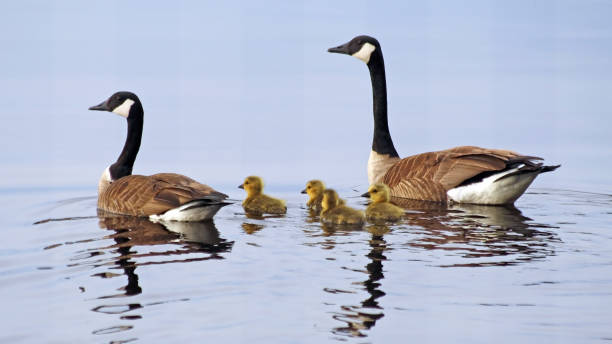 A pair of Canada Geese swimming on lake with their newborn baby goslings A pair of Canada Geese swimming on lake with their newborn baby goslings canada goose photos stock pictures, royalty-free photos & images