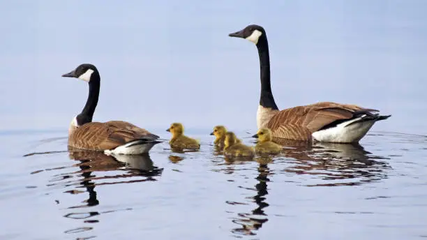 A pair of Canada Geese swimming on lake with their newborn baby goslings