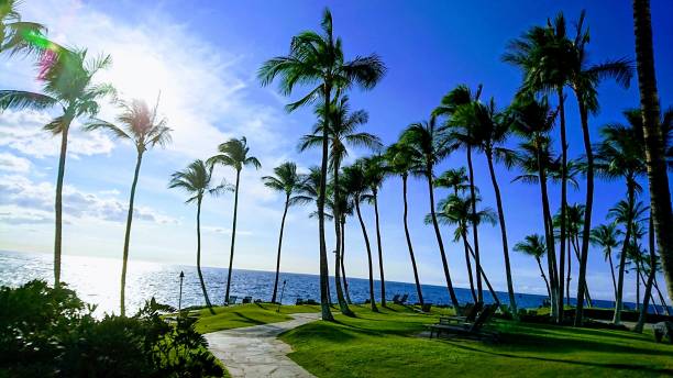 istock Big Island, Hawaii, Resort, Waikoloa, Palm Tree 1151151808