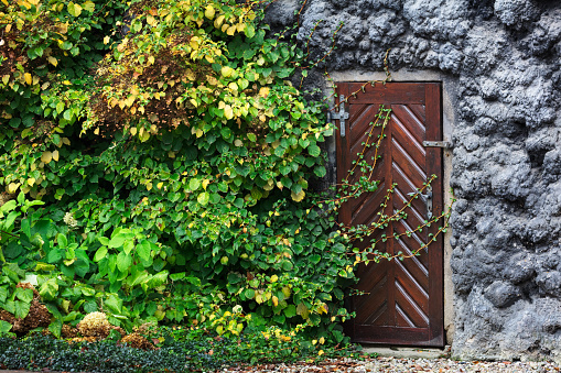 old wooden door in the wall covered with green ivy
