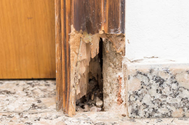 old wood - termite wood damaged rotting imagens e fotografias de stock