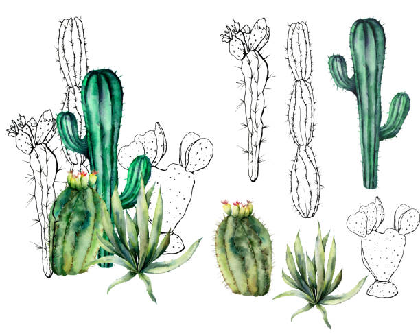 istock Watercolor mexican cacti set. Hand painted floral collection with desert cacti, agava. Botanical illustration isolated on white background for design, print, fabric or background. 1151153397