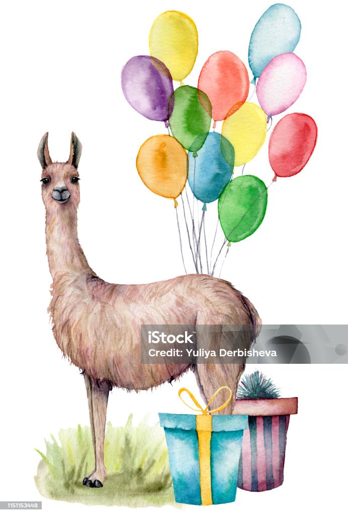 Watercolor party lama card. Hand drawn illustration with air balloons, gift box, grass and llama isolated on white background. Holiday, birthday illustration for design, print, fabric or background. Watercolor party lama card. Hand drawn illustration with air balloons, gift box, grass and llama isolated on white background. Holiday, birthday illustration for design, print, fabric or background Animal stock illustration