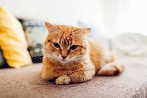 istock Ginger cat lying on couch in living room 1151153537